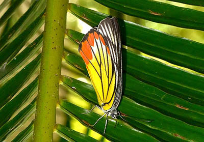 painted jezebel koh chang