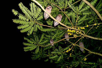 collared owlet Koh Chang