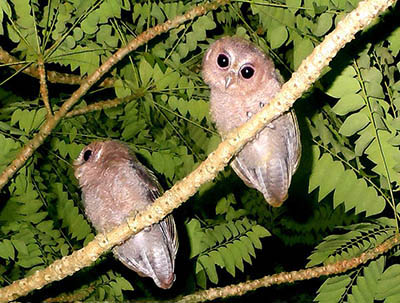 collared owlet Koh Chang