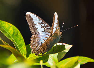 malaysian blue clipper koh chang