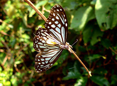 glassy tiger koh chang