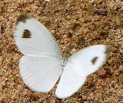 cabbage white koh chang