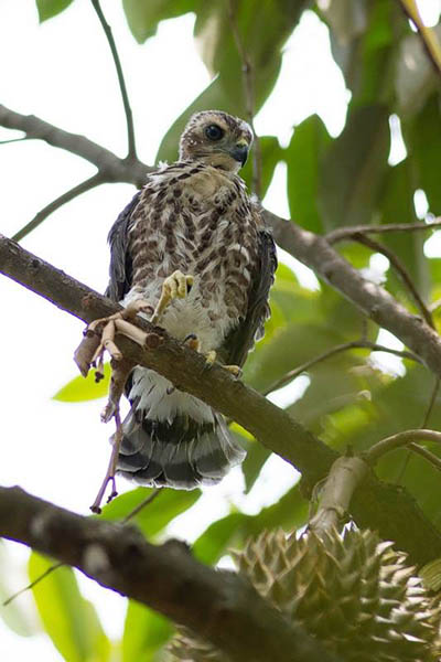 shikra on koh chang