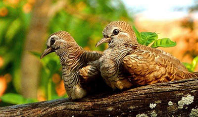 zebra dove on koh chang