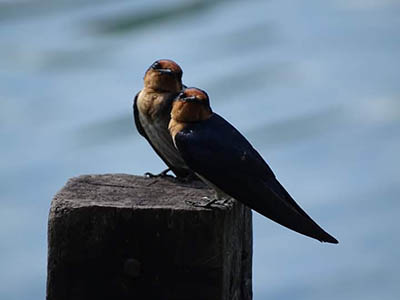 Pacific Swallow Koh Chang