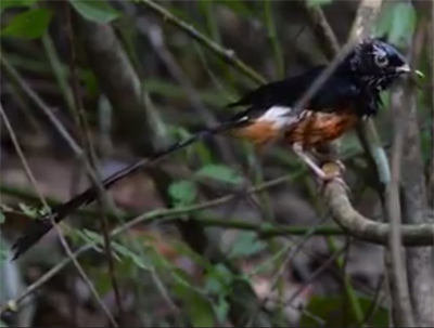 White-Rumped Shama koh Chang