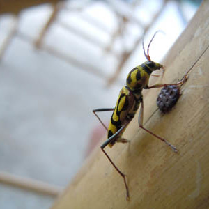 Tambuohan Insect Koh Chang Wildlife Species Archives - Page 18 of 25 - Koh Chang Nature ...