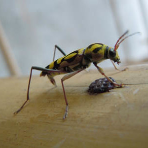 Tambuohan Insect Koh Chang Wildlife Species Archives - Page 18 of 25 - Koh Chang Nature ...