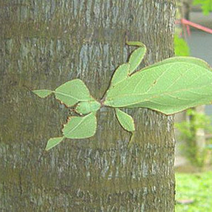 Koh Chang Insects – Page 8 – Koh Chang Nature | Koh Chang Nature