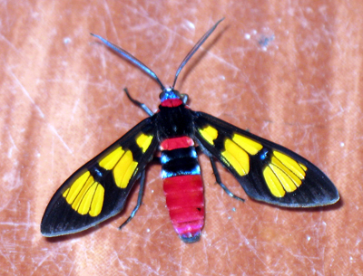 Wasp Moth - Koh Chang Nature | Koh Chang Nature