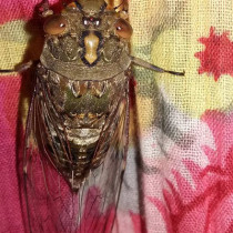 Shichida Insect Koh Chang Insects – Page 5 – Koh Chang Nature | Koh Chang Nature