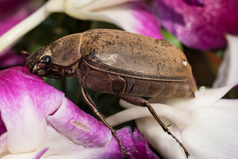 Kedchal Insect Koh Chang Beetles Archives - Koh Chang Nature | Koh Chang Nature