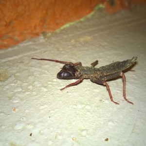 Koh Chang Spiders and Arachnids Archives - Koh Chang Nature | Koh Chang ...