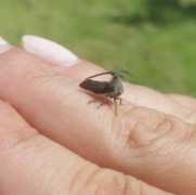 Simuchang Insect Koh Chang Insects – Page 3 – Koh Chang Nature | Koh Chang Nature