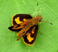 Koh Chang Insects – Page 2 – Koh Chang Nature | Koh Chang Nature